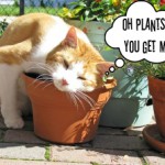 PlantLovingCat