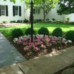 Impatiens