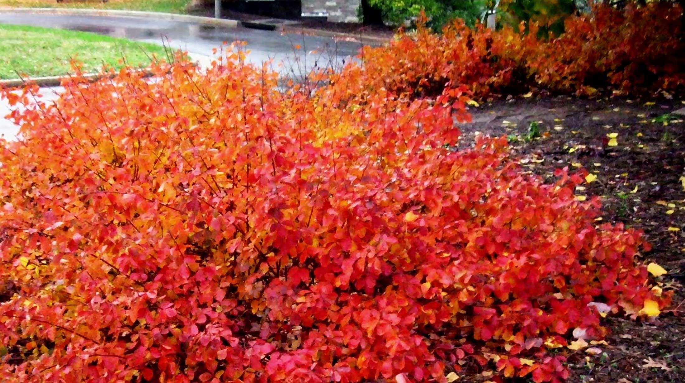 Your fall landscape is boring if you don't know about