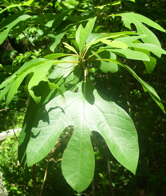 Sassafras Smell Like Fruit Loops Revolutionary Gardens