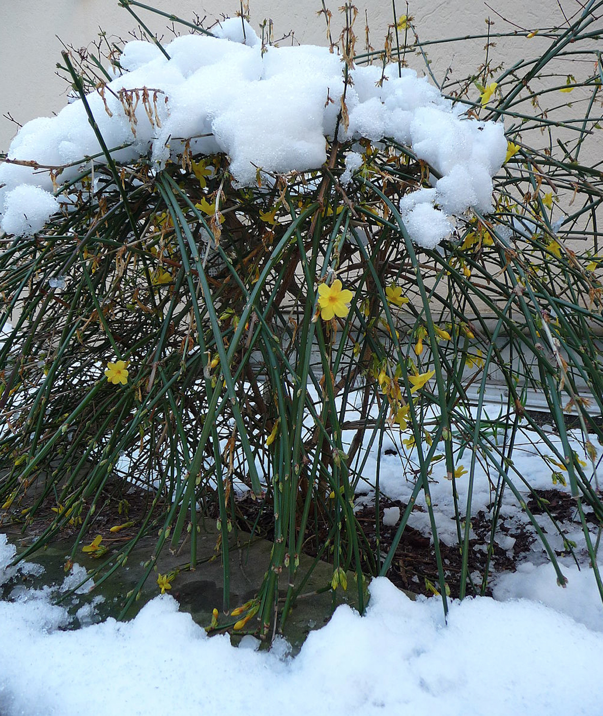 WinterJasmine