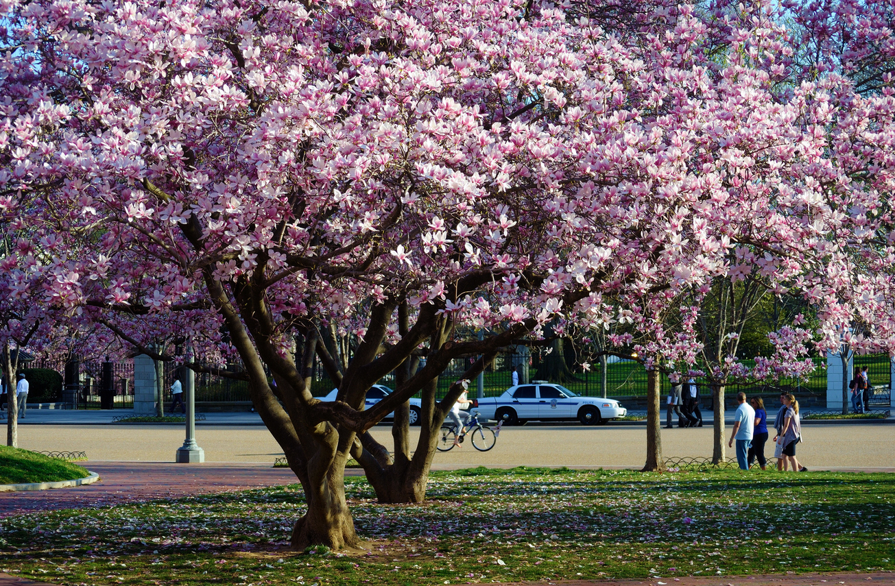 Specimen Magnolias-A Few of Our Favorite Varieties - Revolutionary Gardens