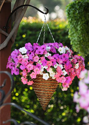 flowers hanging basket