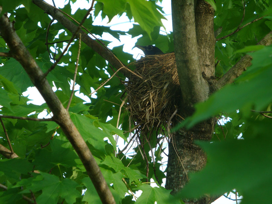 birds-nest