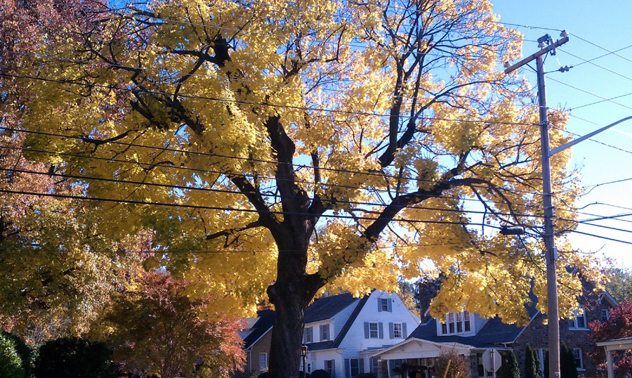 Fall-Maple-Yellow