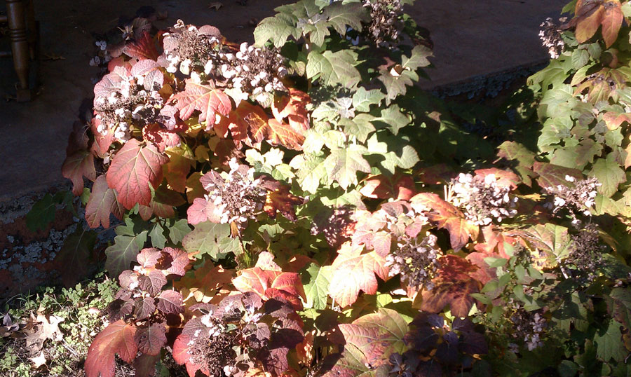 Oakleaf-Hydrangea-Fall-Color
