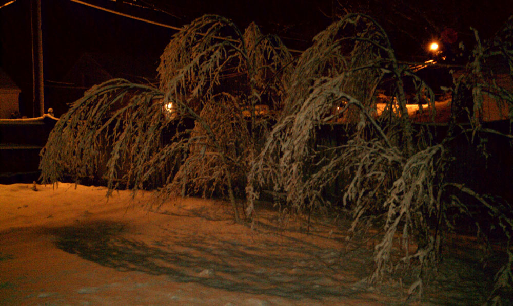 Winter-storm-damage-trees