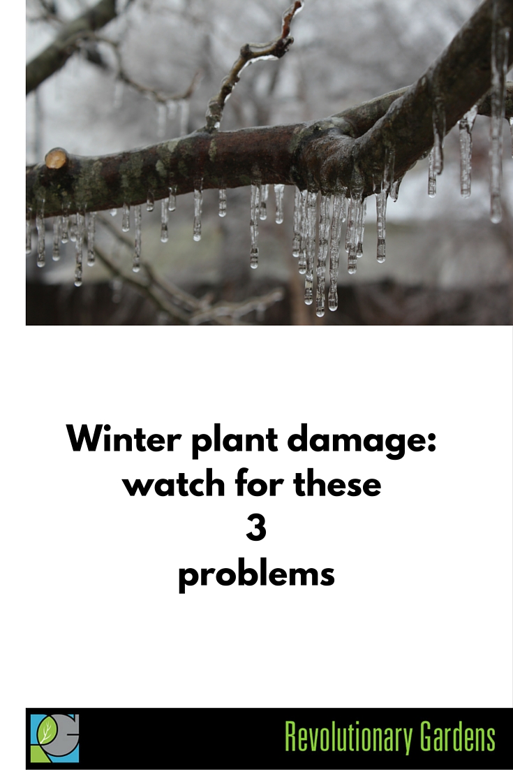 winter plant damage VA
