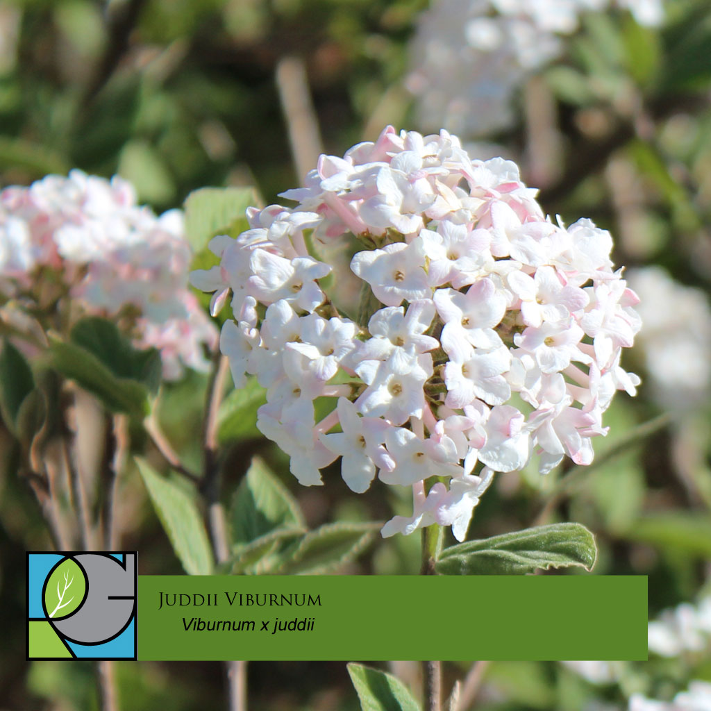 Juddii Viburnum Viburnum x juddii Revolutionary Gardens