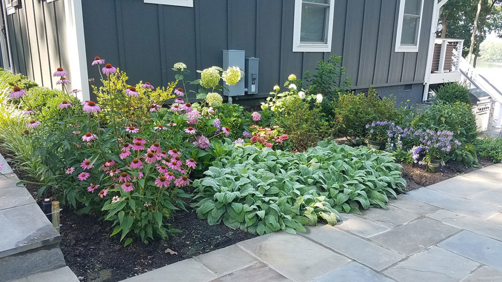 perennials and shrubs Lake Anna