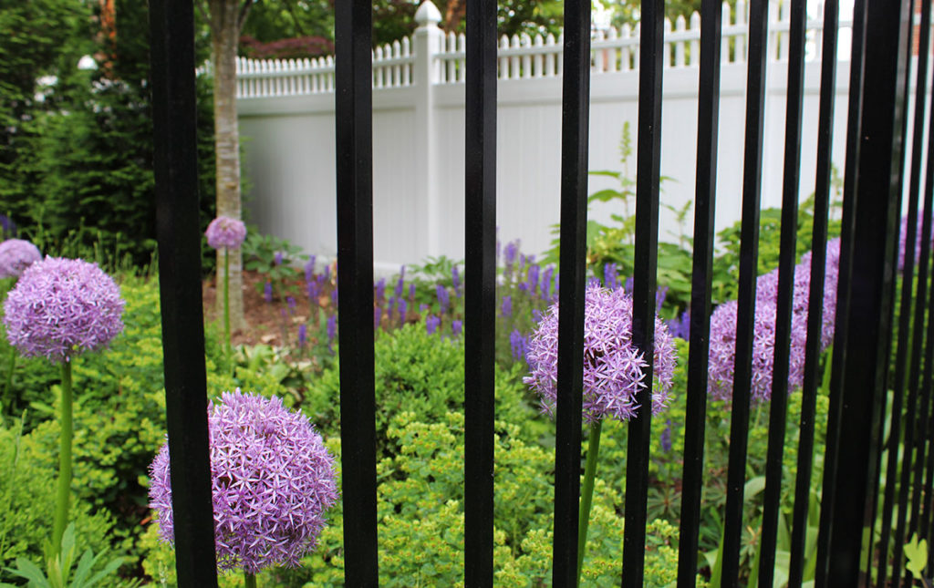 allium blooms behind a fence in a Fredericksburg VA landscape design