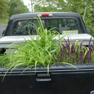 plants in a pickup