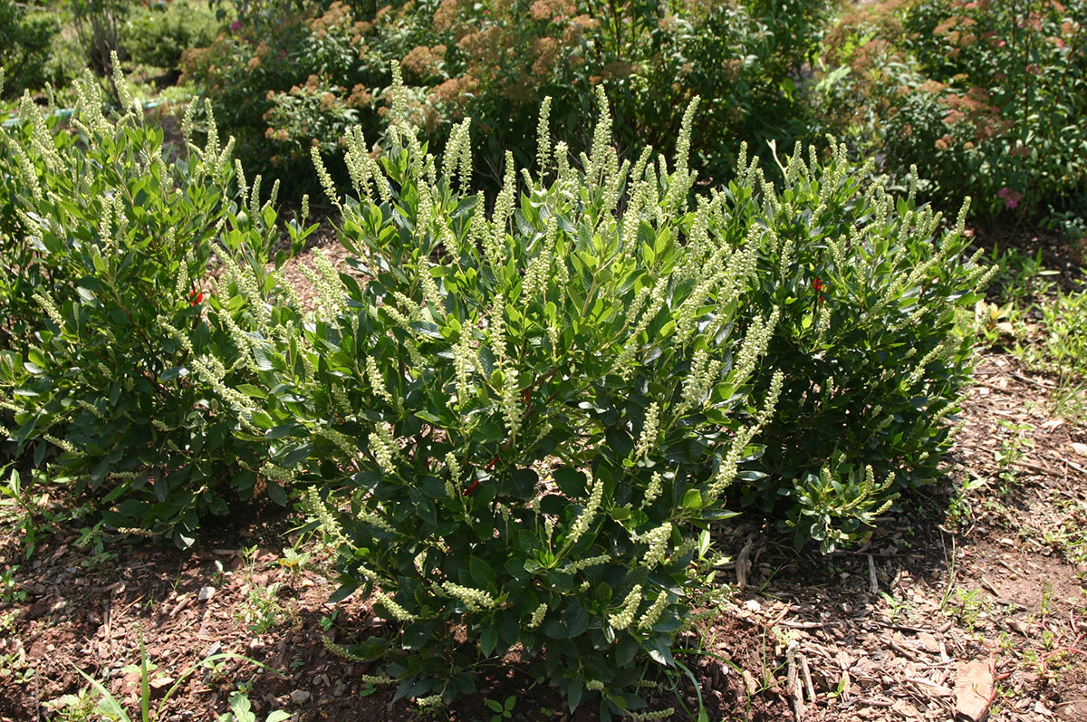 Image of Clethra Sixteen Candles pollinators