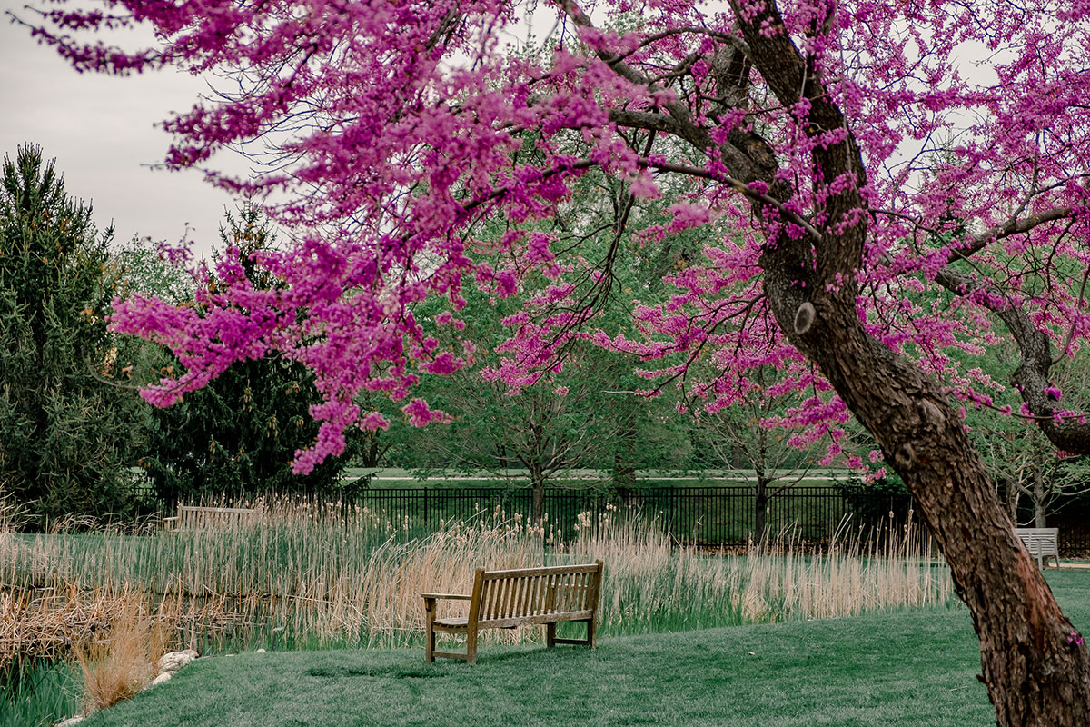 Eastern redbud Cercis canadensis Revolutionary Gardens