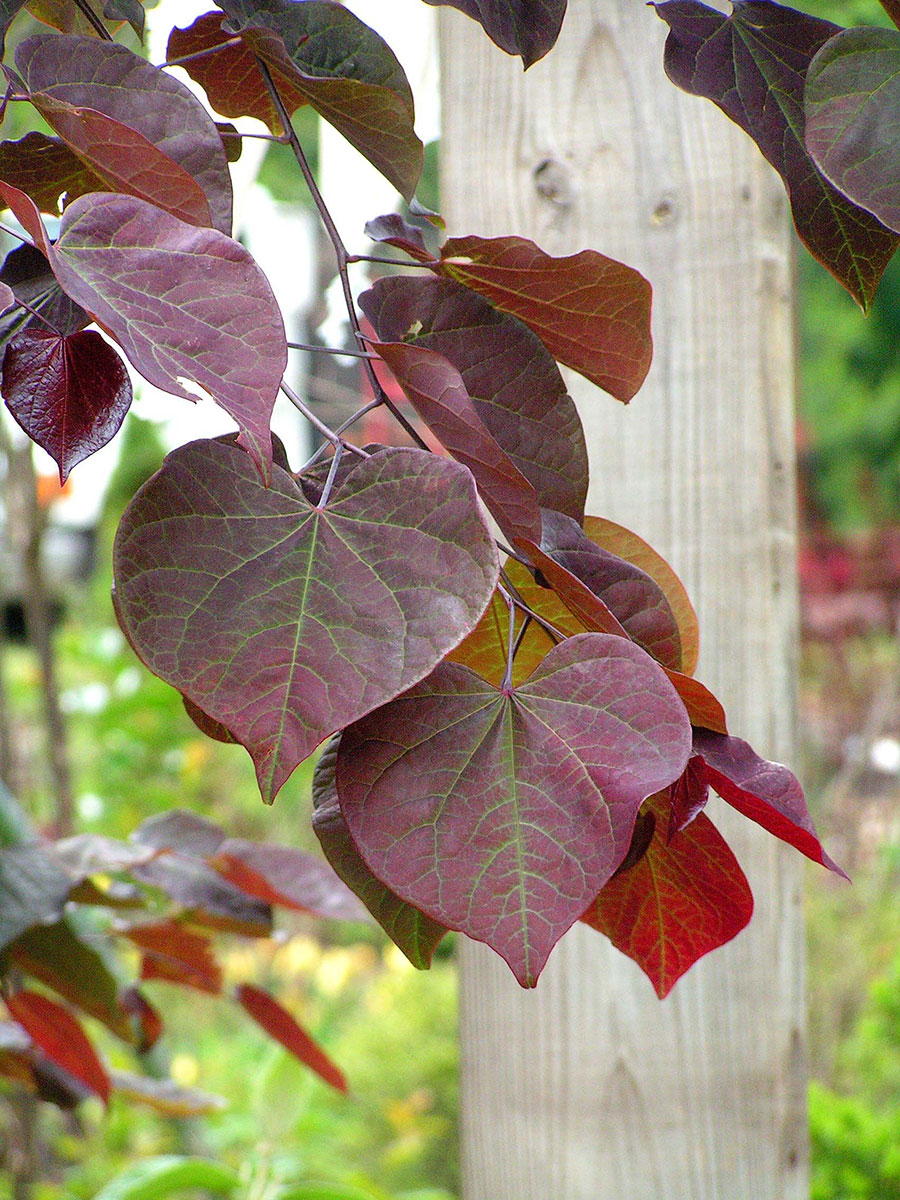 Forest Pansy Redbud Cercis canadensis Revolutionary Gardens