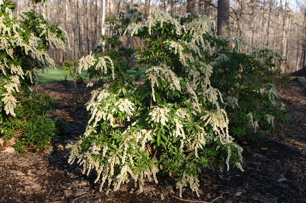 Pieris japonica 'Mountain Fire' - Revolutionary Gardens