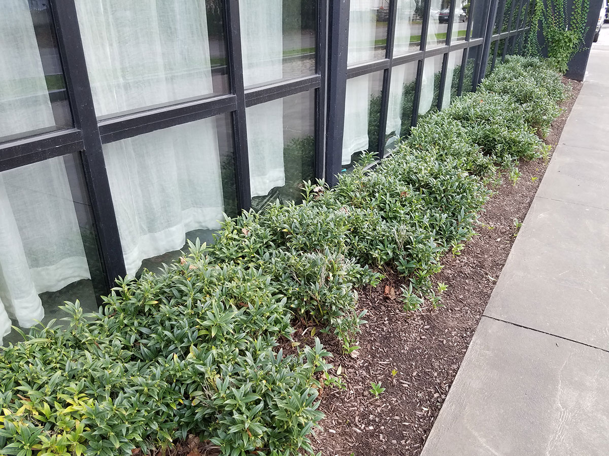 Sweetbox | Sarcococca - Revolutionary Gardens