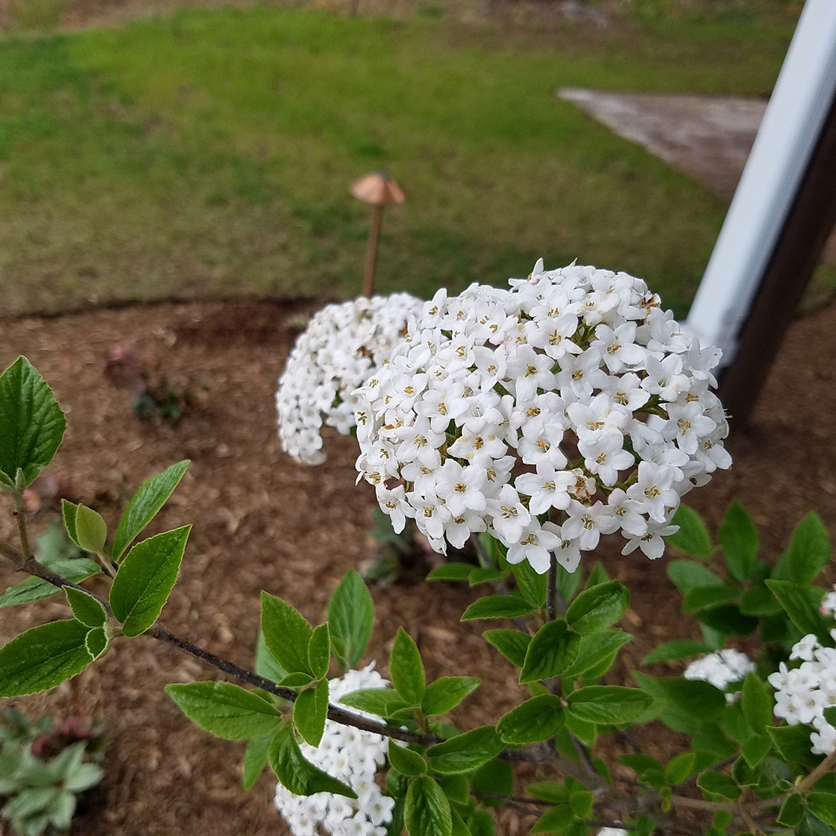 Judd Viburnum Viburnum x juddii Revolutionary Gardens