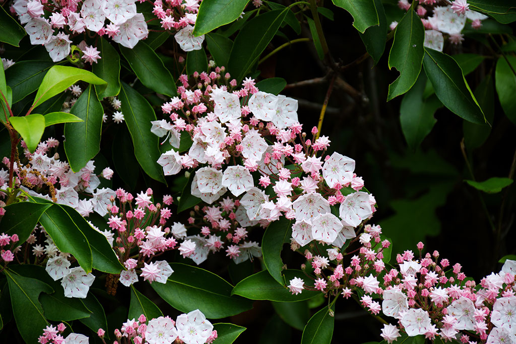 Mountain laurel blooms in Virginia