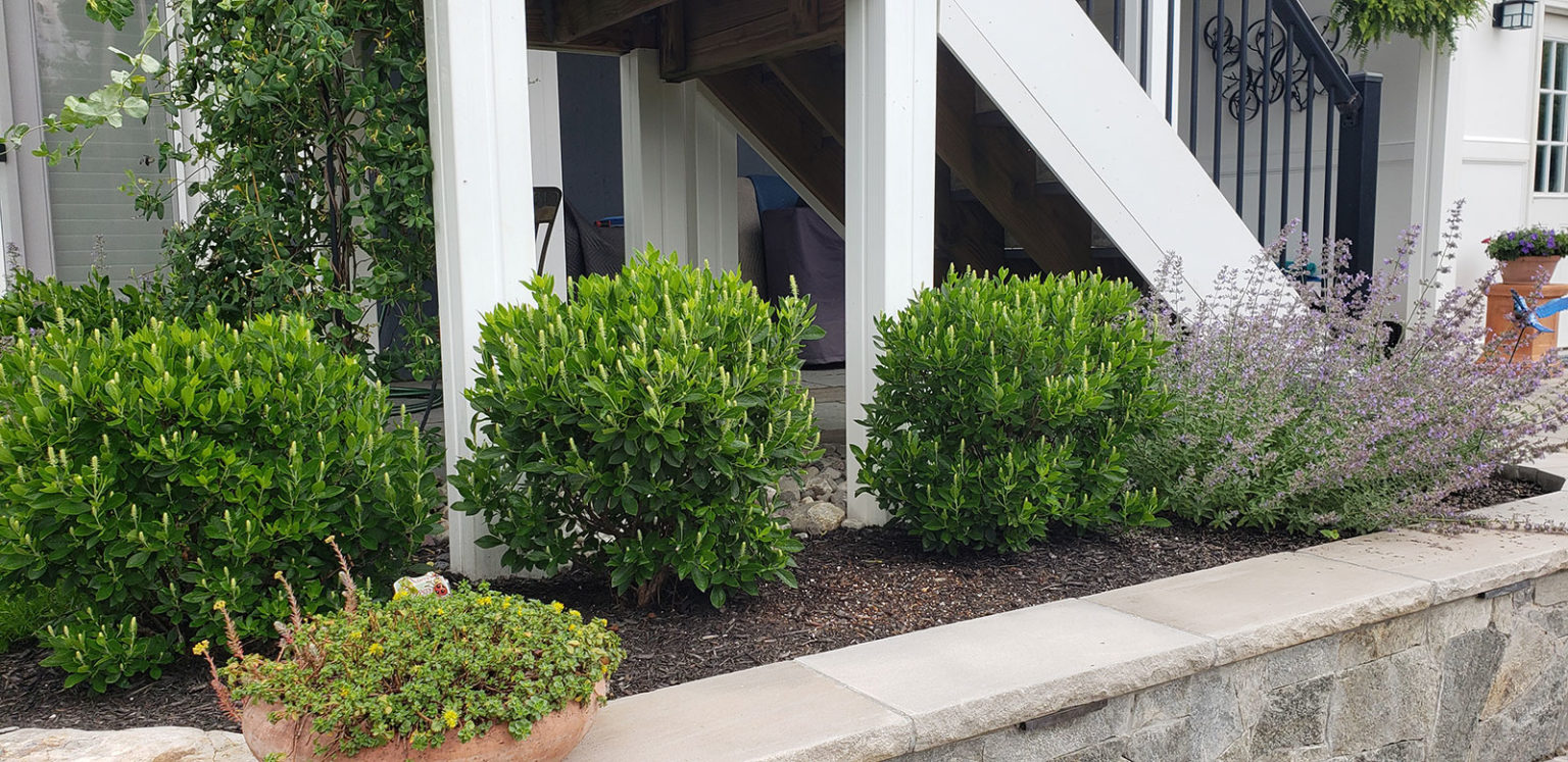 Virginia Native Plants Revolutionary Gardens