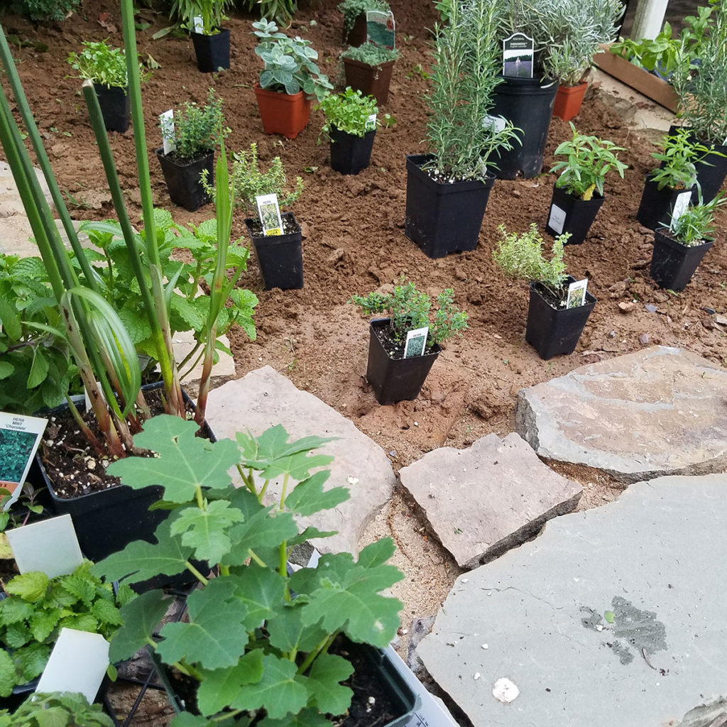 herb and edible garden in Culpeper VA backyard