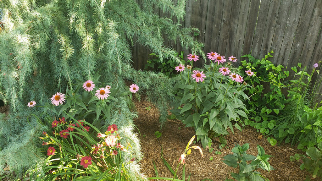 Photo of Echinacea in my landscape bed