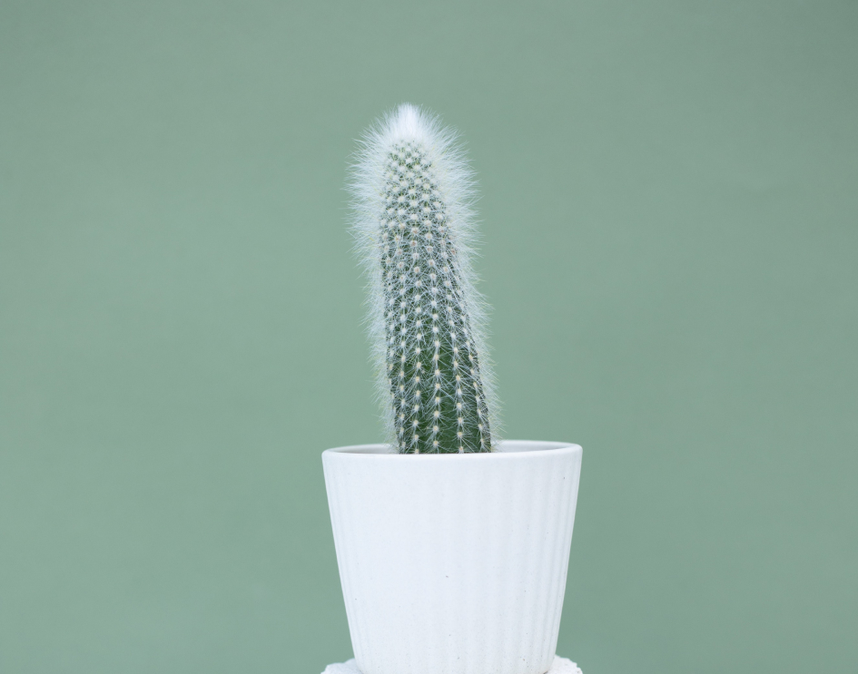Cleistocactus Strausii - Revolutionary Gardens